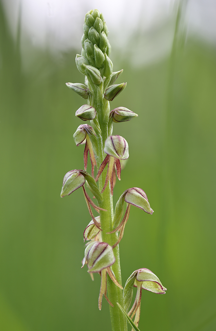 14mei2026_9868 poppenorchis