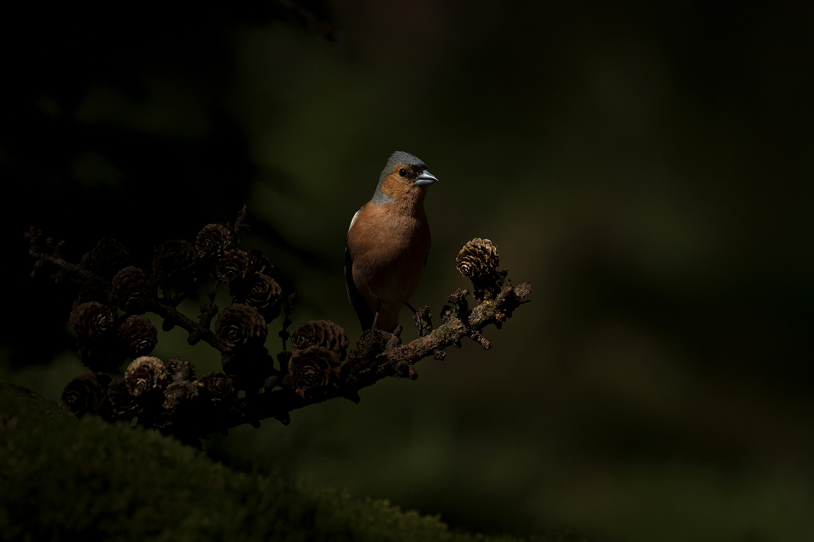 Vink-man a omg. Lochem _MG_1044