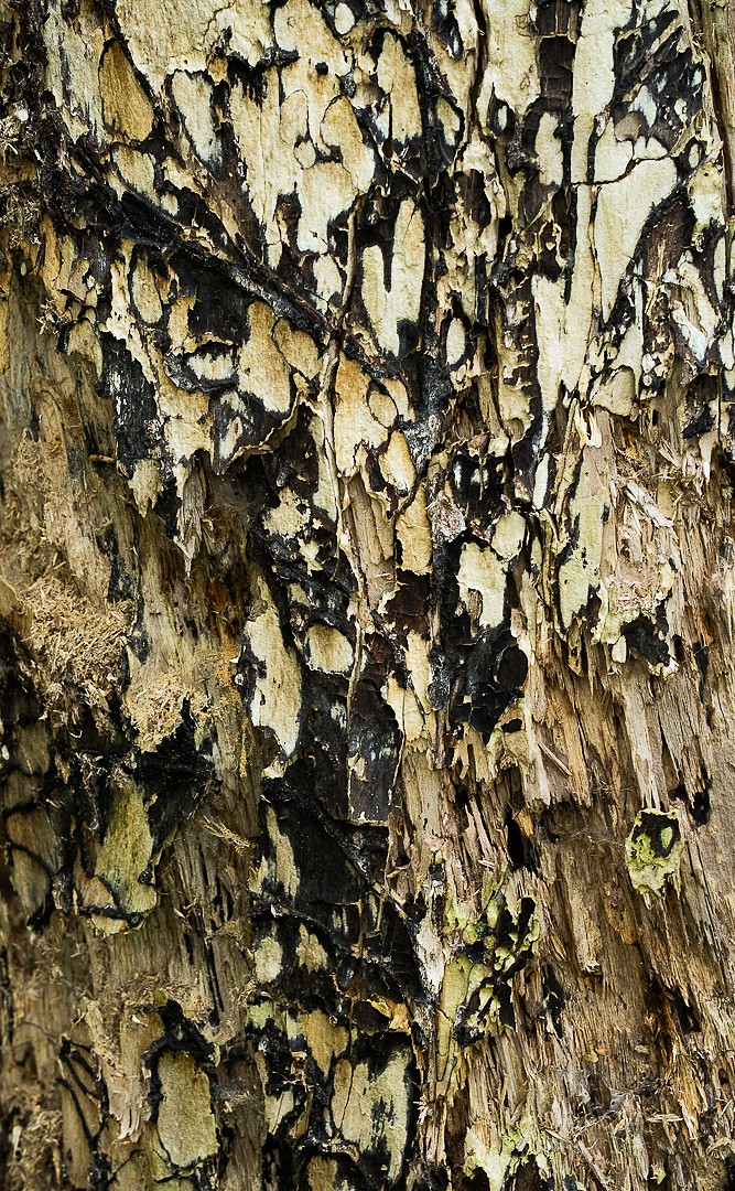 _DSC1015-1