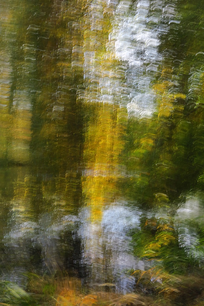 Bomen langs het water.
