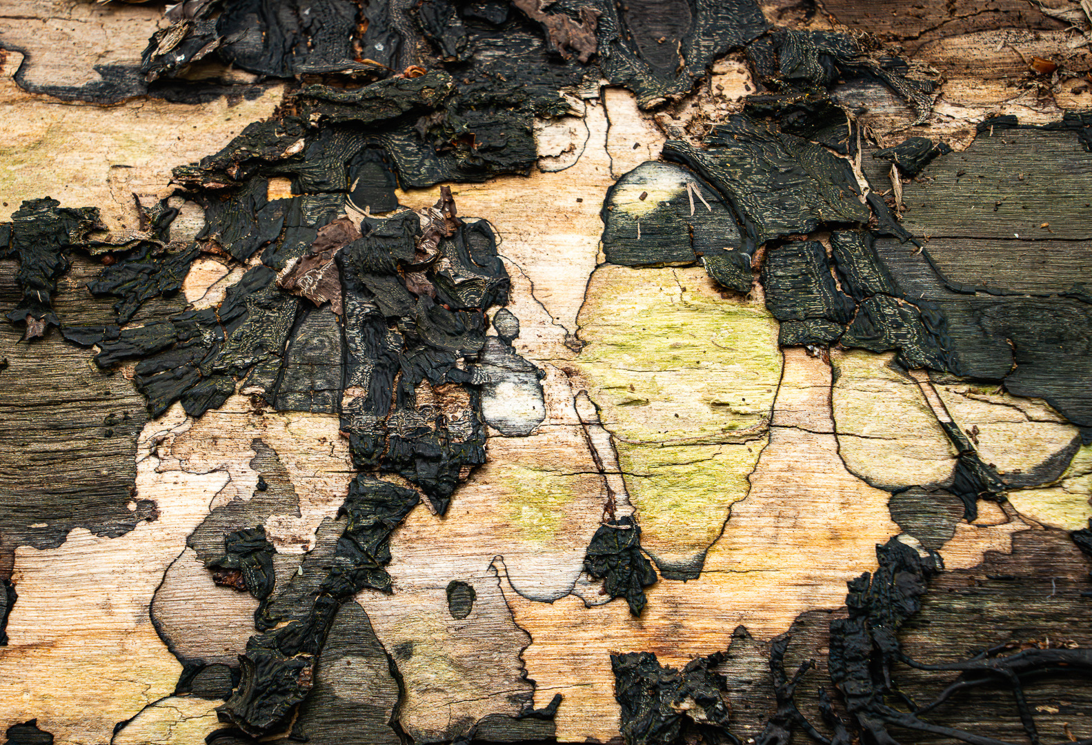 Structuren - Deel de Natuur - Meet your friends - Loes Belovics