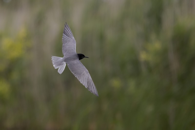 In de vlucht