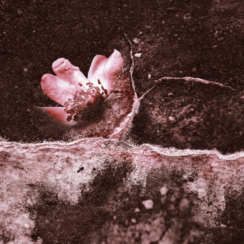 Bloem en schimmel