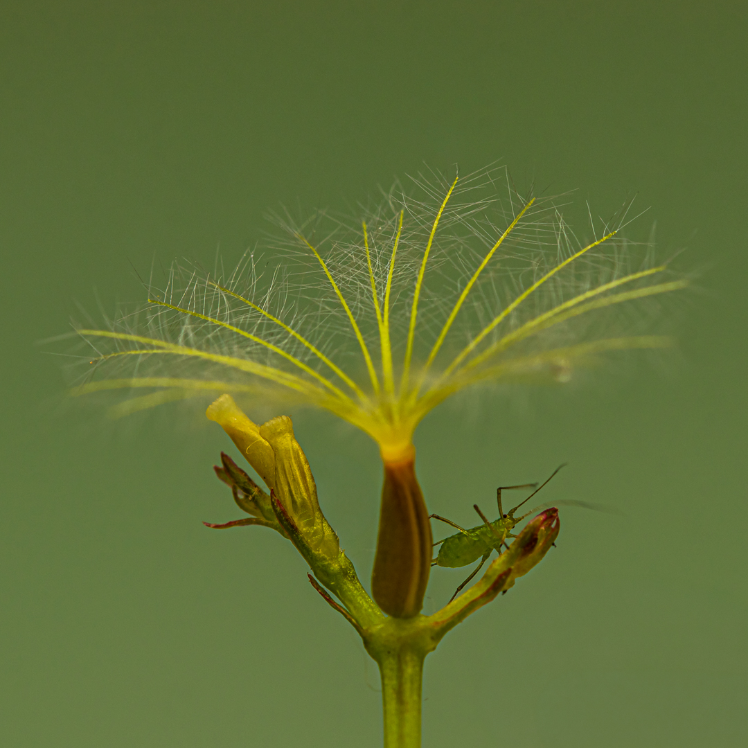 2026 tuin juni bewerkt-31
