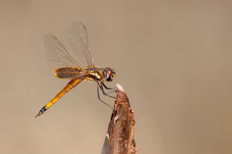 Wings of gold