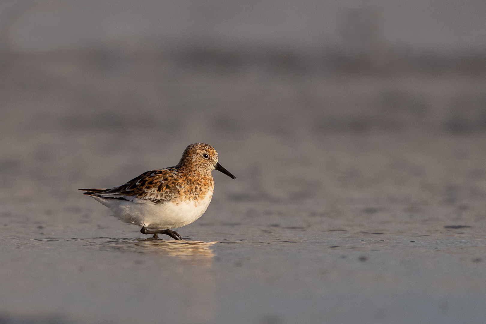 Drieteenstrandloper2_DDN_Ameland_May2026