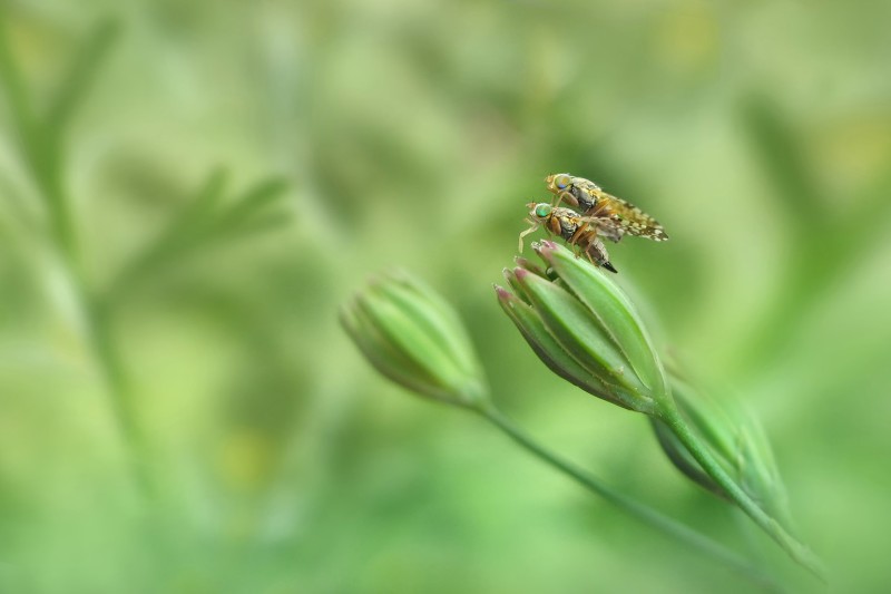 Boorvliegjes (Tephritidae)