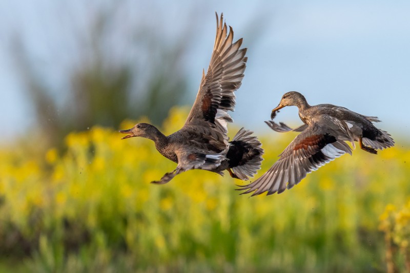 Natuurtheater