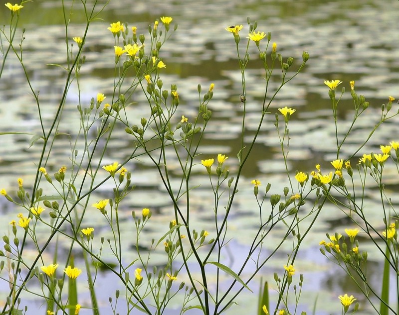Buttercups