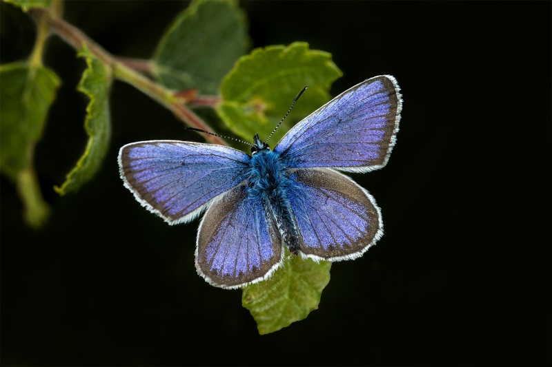 Blue by you