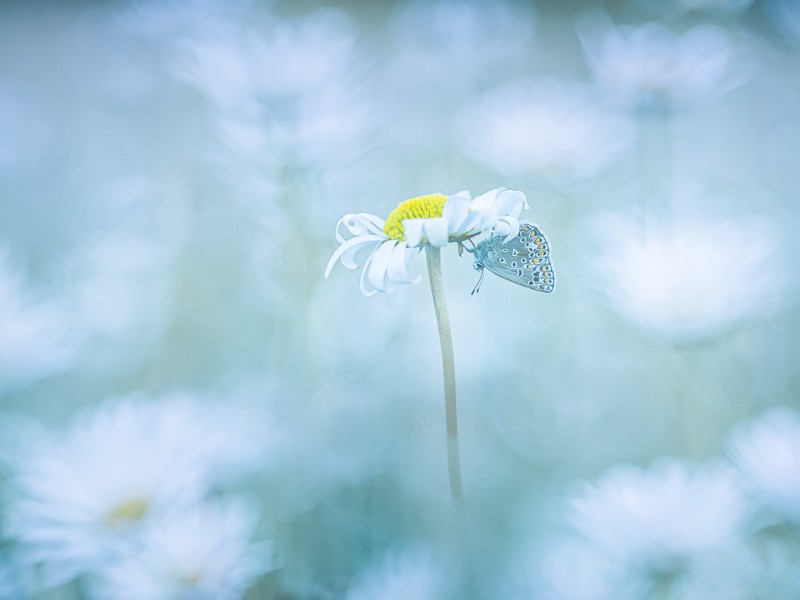Where wonder hides