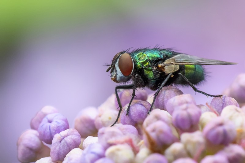 In de tuin