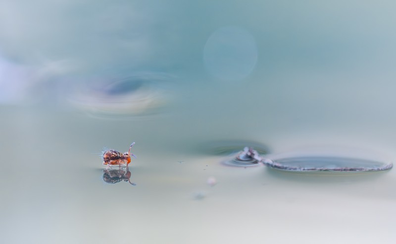Walking on water