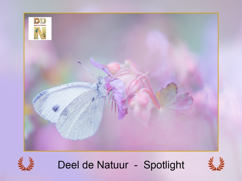 Spotlight!