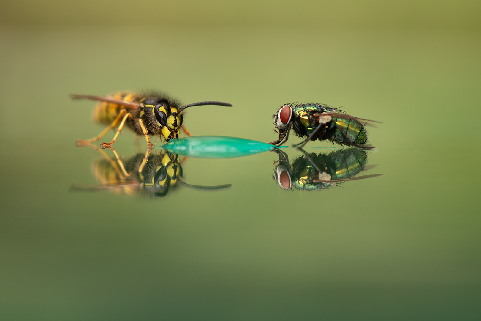 groene vleesvlieg gewone wesp DDN