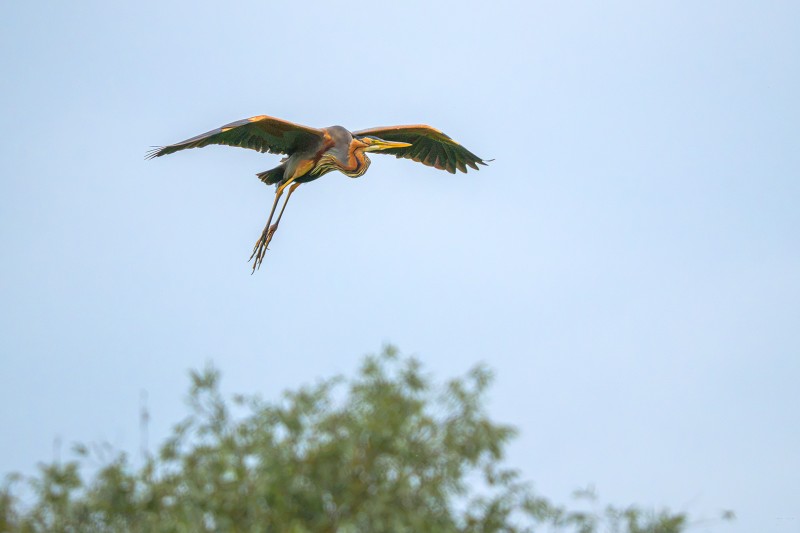 Purperreiger