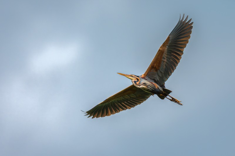 Purperreiger
