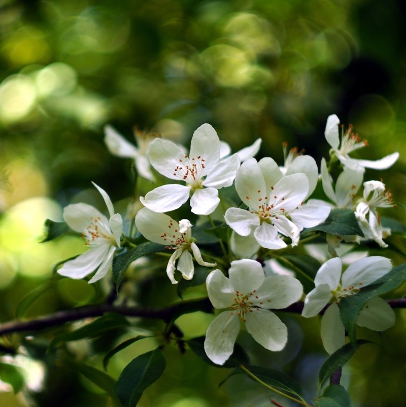 Azalea