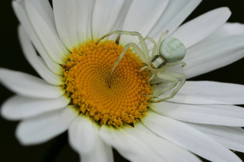 kameleonspin