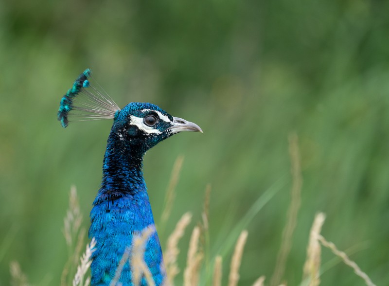 Pauw in blauw
