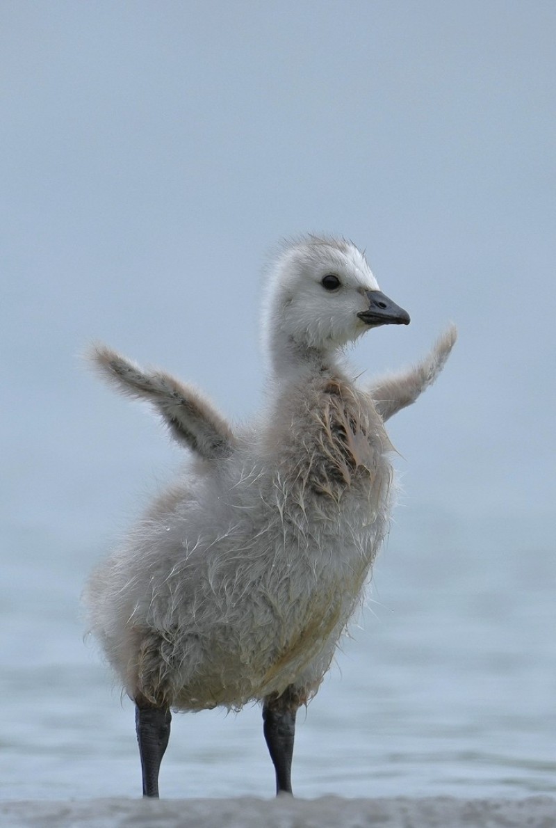 Hiep, hiep hoera!