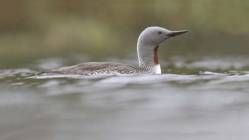 Roodkeelduiker