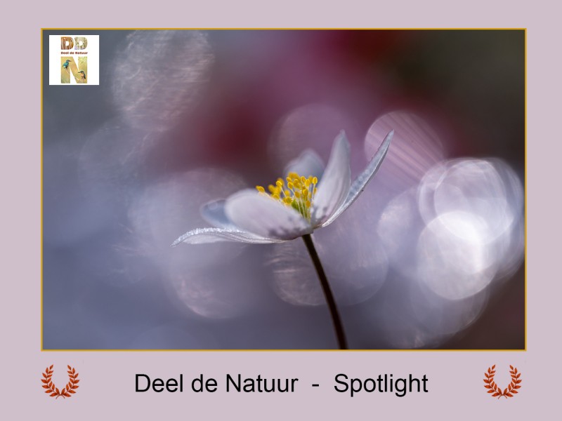 Spotlight!