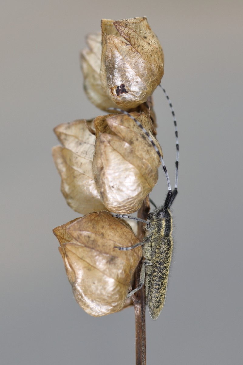 distelboktor