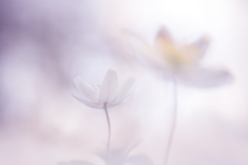 Painted in pastels