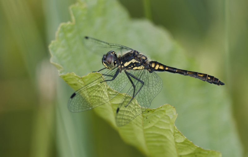 Zwarte heidelibel