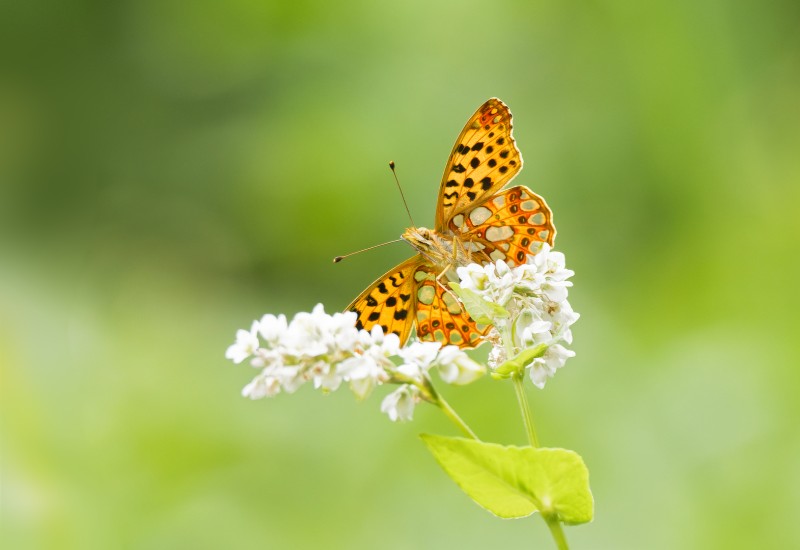 Kleine paarlmoervlinder