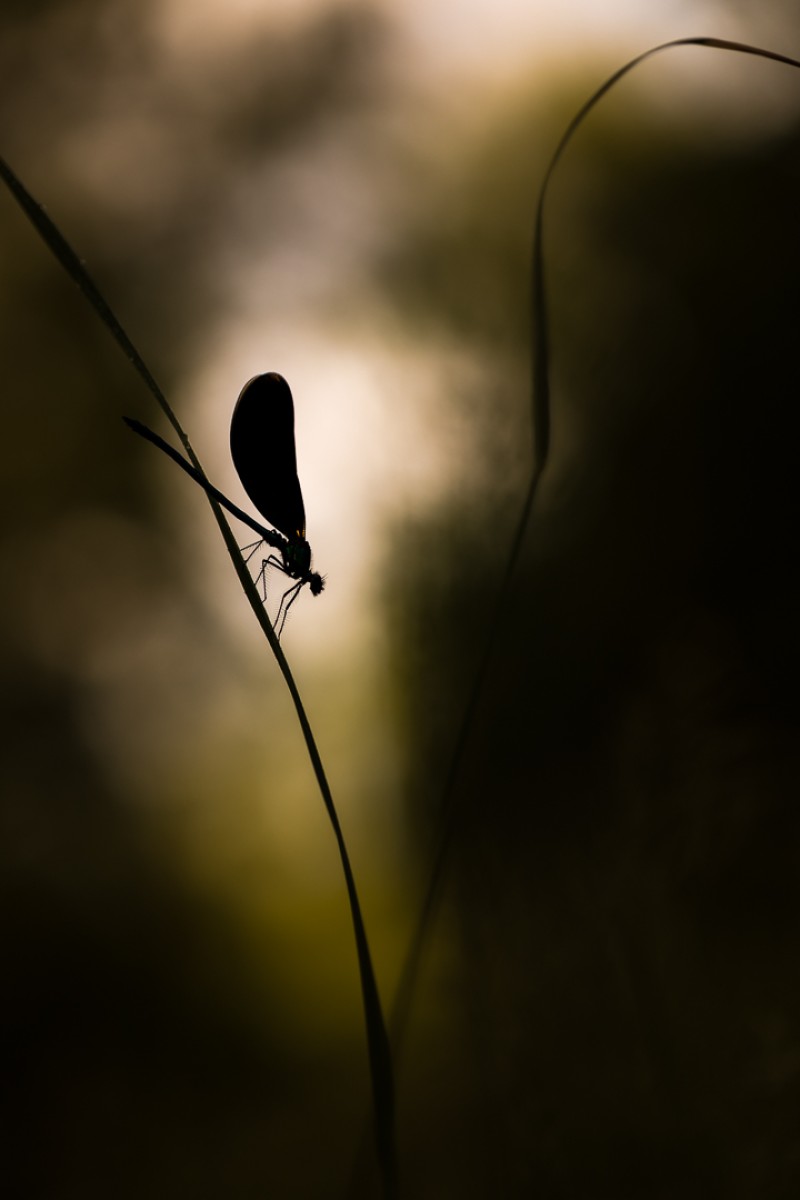 Tegenlicht
