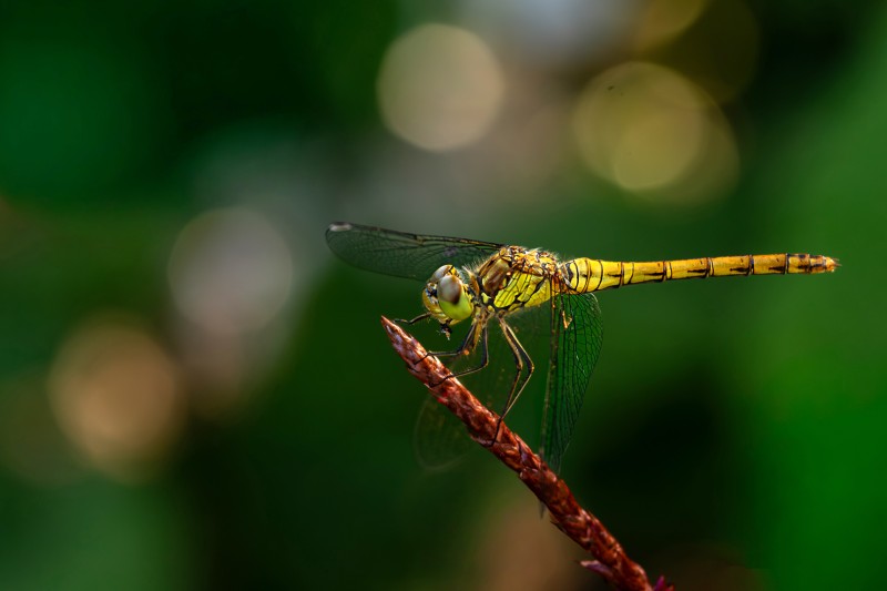 Libelle