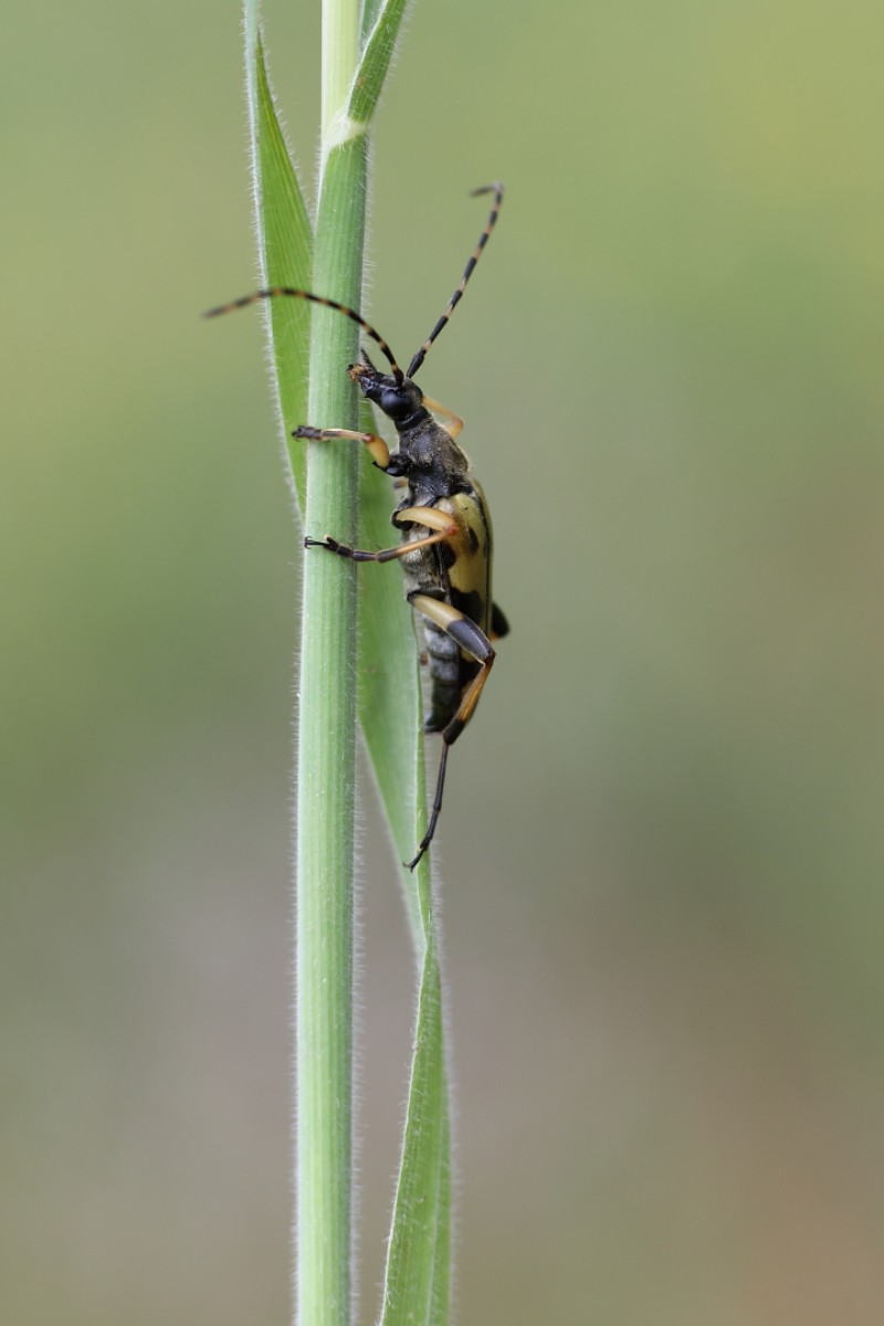 geringelde smalboktor