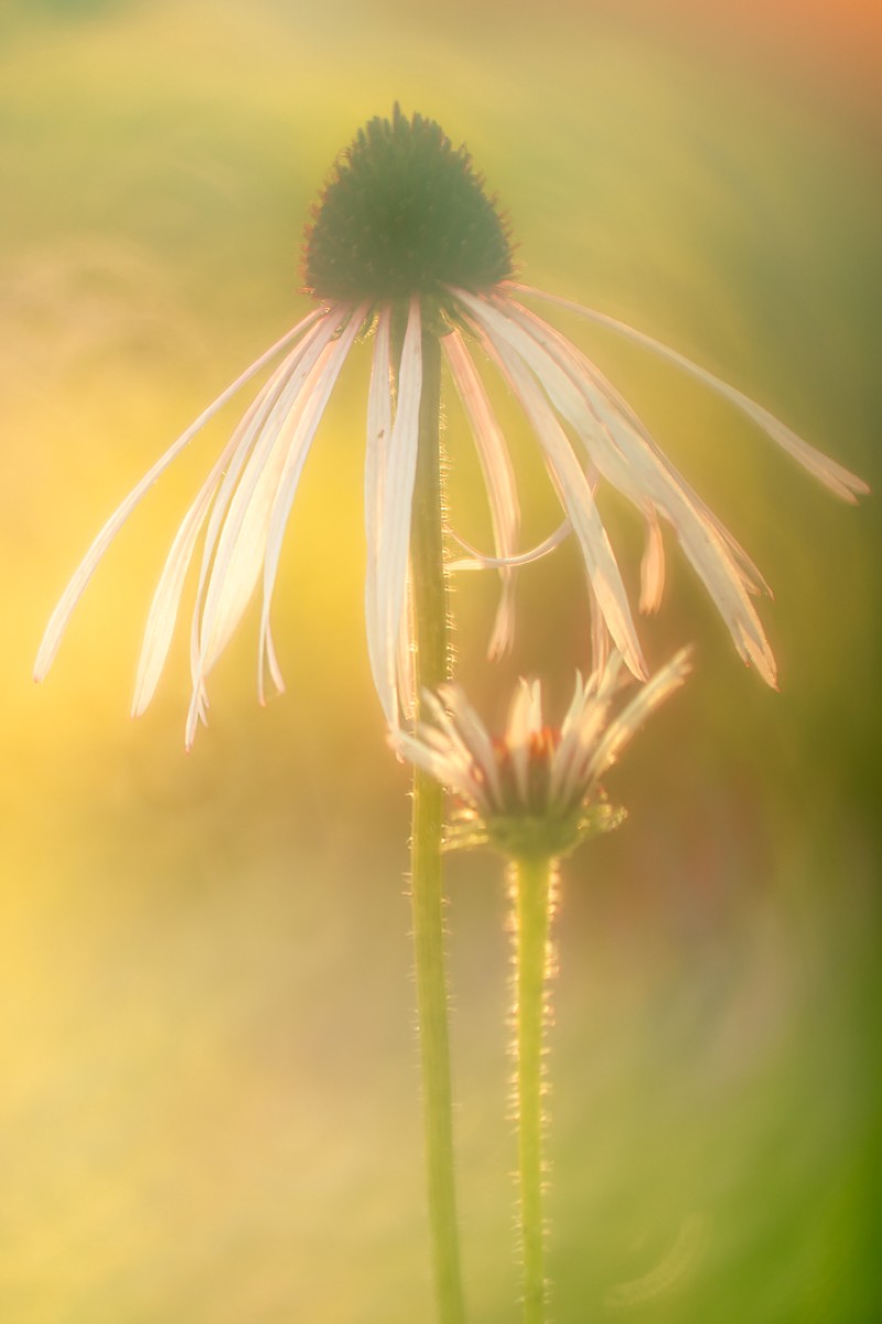 Echinacea in de vroege ochtend.