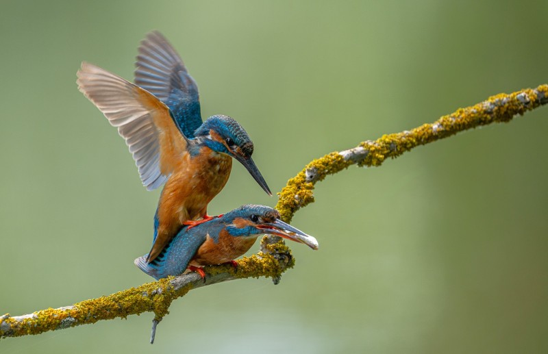 Parende ijsvogels