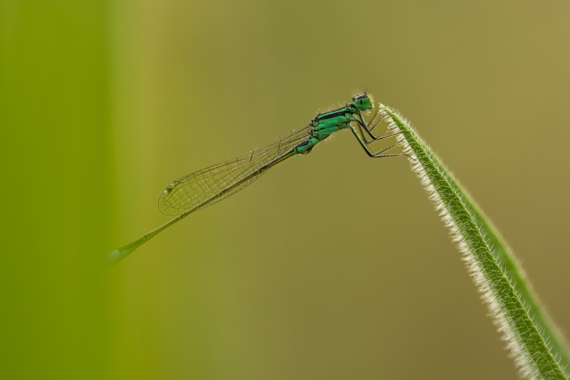 50 tinten groen.