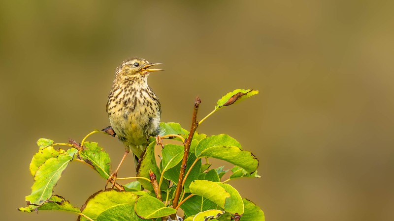 Het kleine levendige zangvogeltje