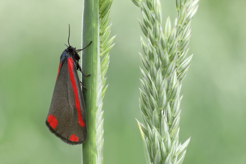 Ritmiek in rood en riet