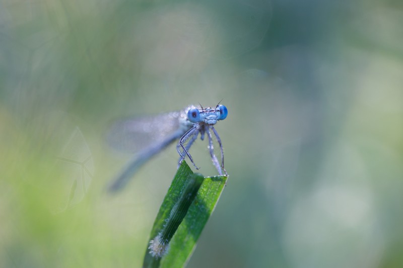 Blue Eyes