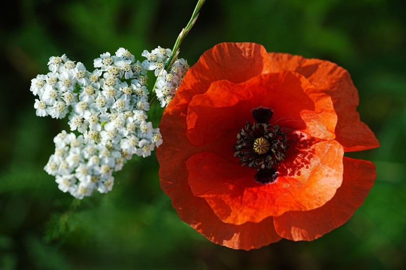 Rood en wit.