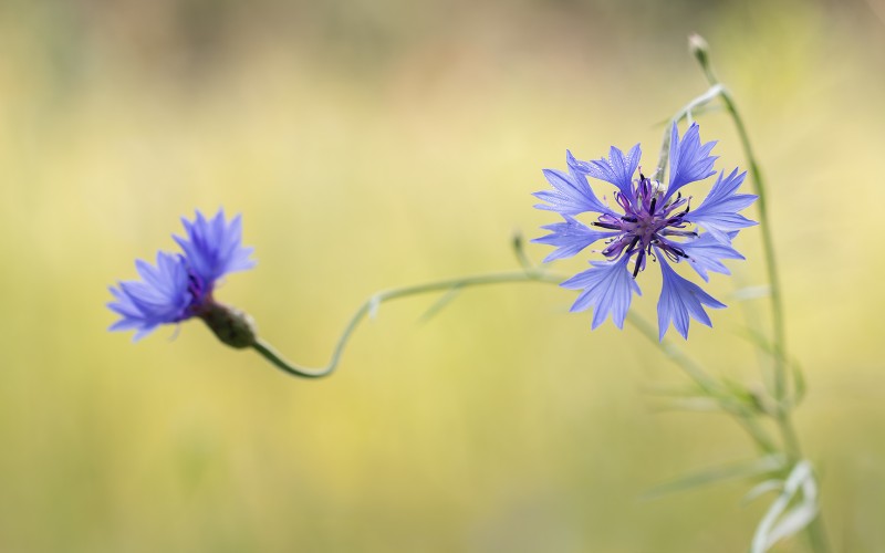 De Korenbloem