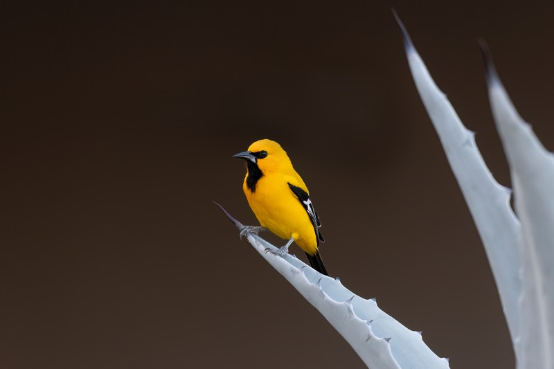 Yellow it is