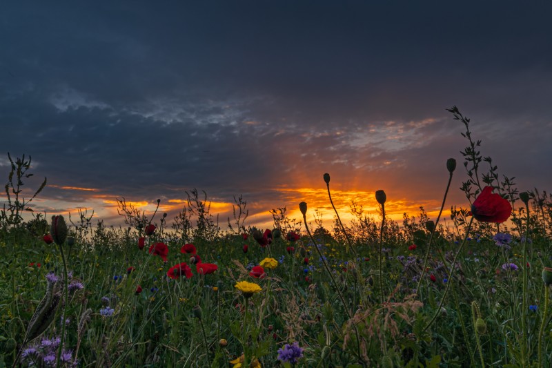 Summer passion