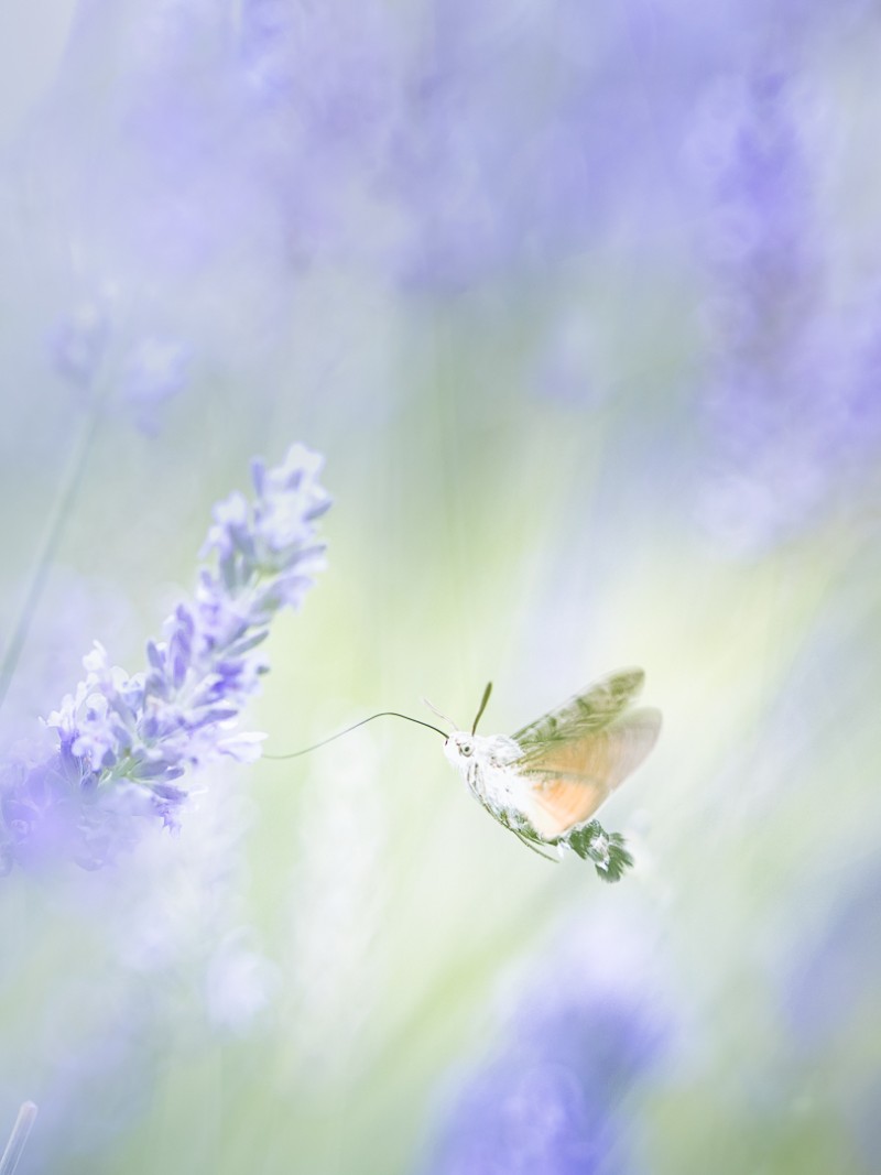 Playfully flitting
