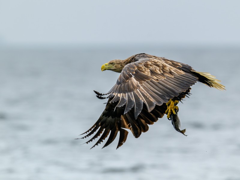 De Zeearenden van Mull (3)