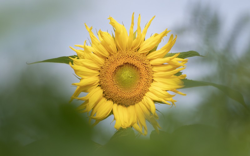 Stralende zonnebloem
