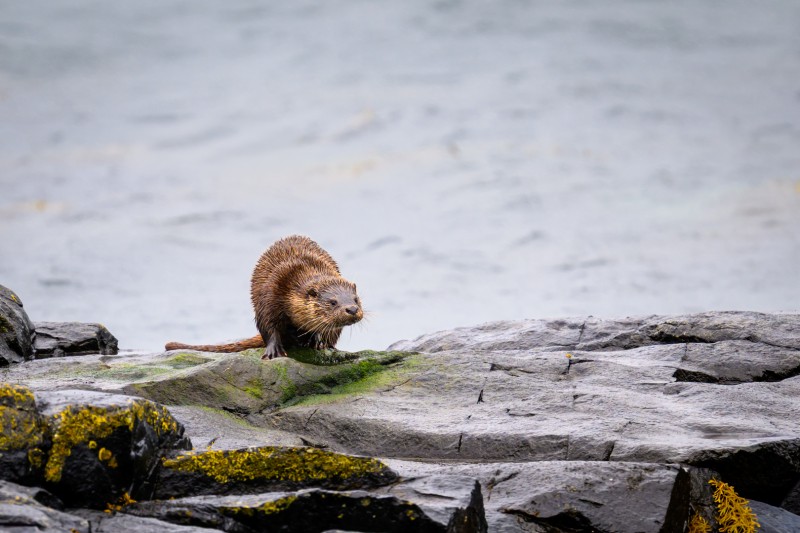 De Otters van Mull