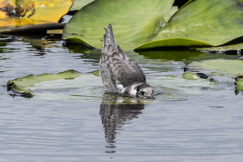 Dorst