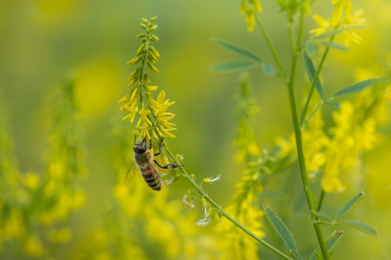 Happy honeybee